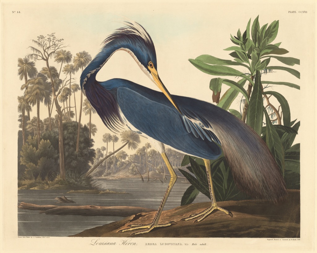 Louisiana Heron by John James Audubon